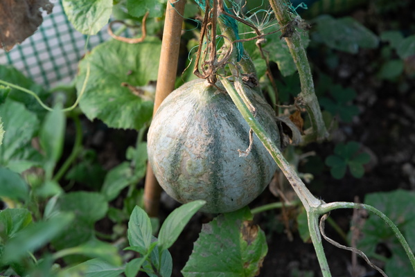 Squash or melon?