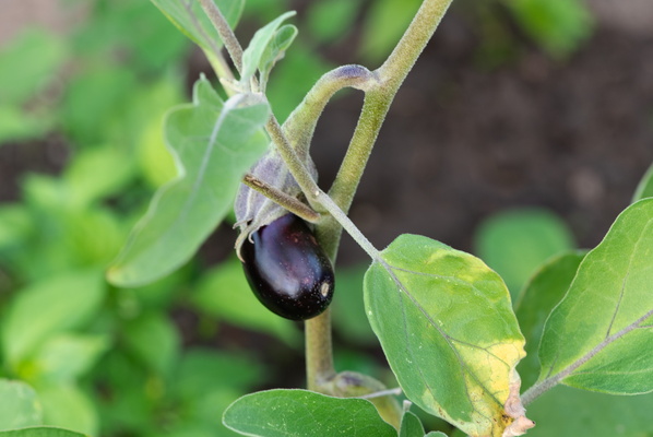 Tiny aubergine