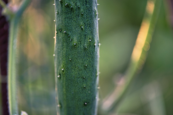 Cucumber