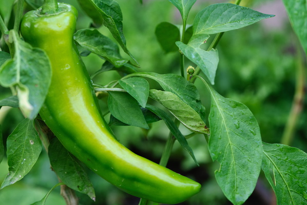 Chilli