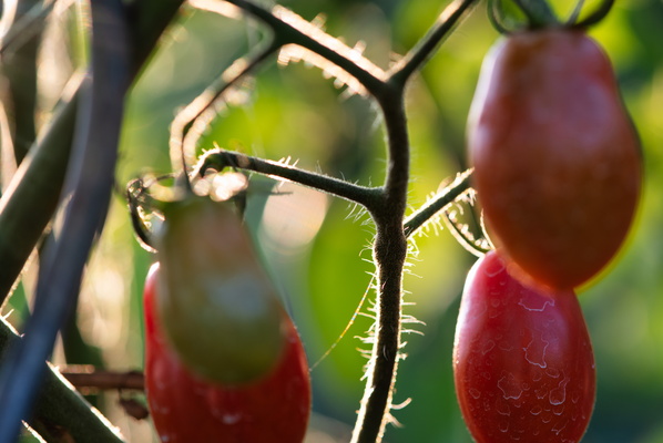 Tomatoes