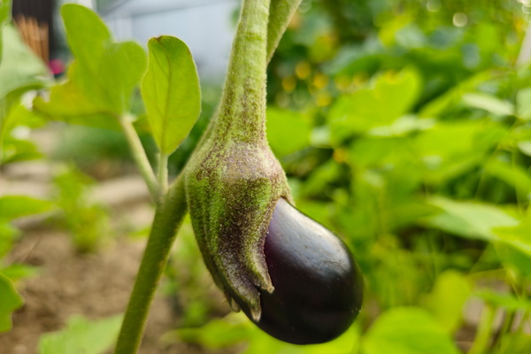 Tiny aubergine