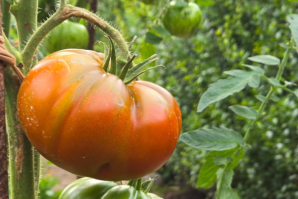 Tomato