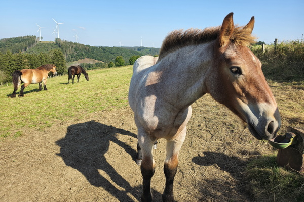 Neigh-bourhood watch