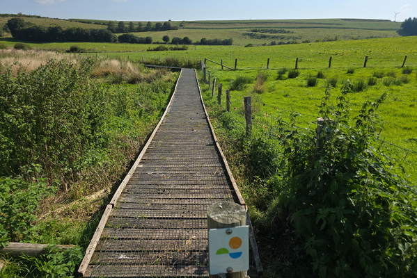 The wooden spine of the green land