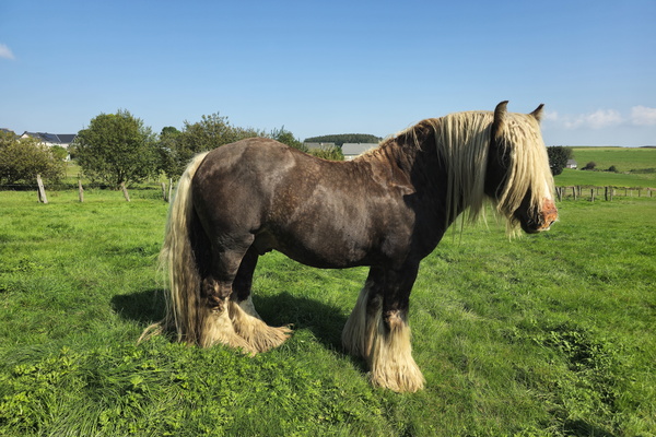 The shaggy wanderer of the green