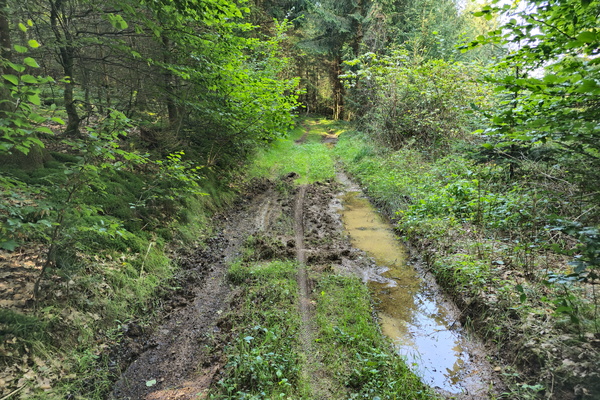 Join me for a ride in the woods