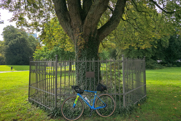Tree-mendous bike parking