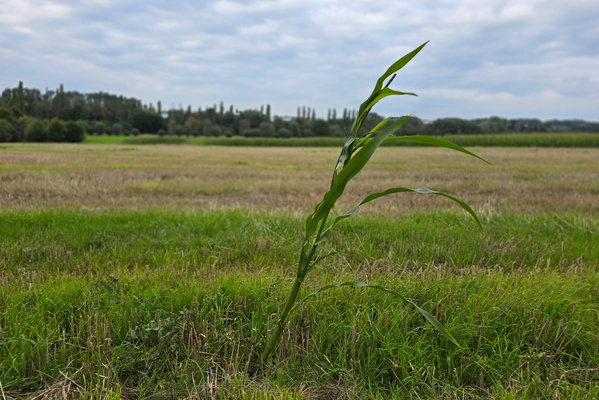 A lone corn stalk's rebellion
