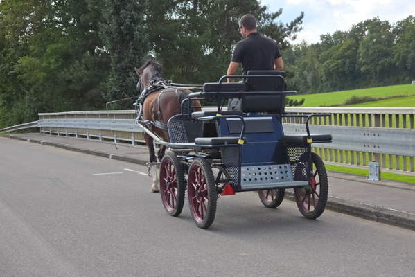 Horsing around on the road