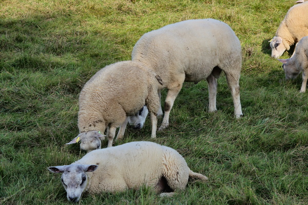 Flock friends gathered in the green
