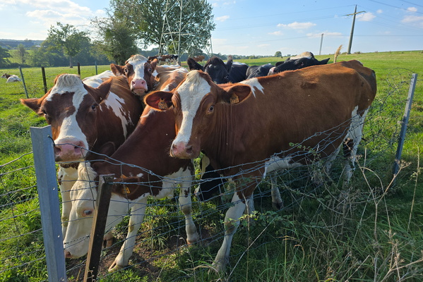 The eyes of the pasture