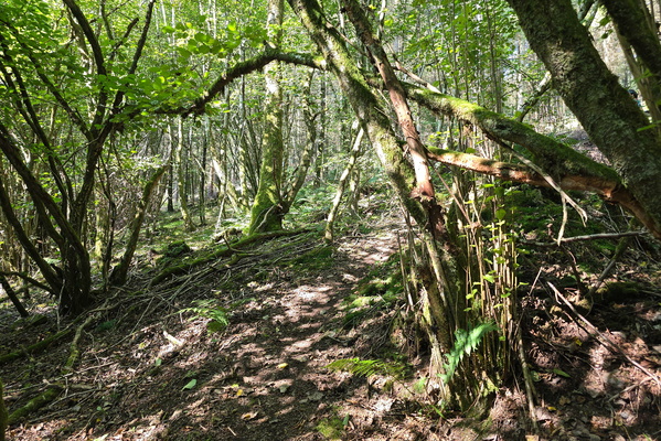 The trail whispers secrets of the woods