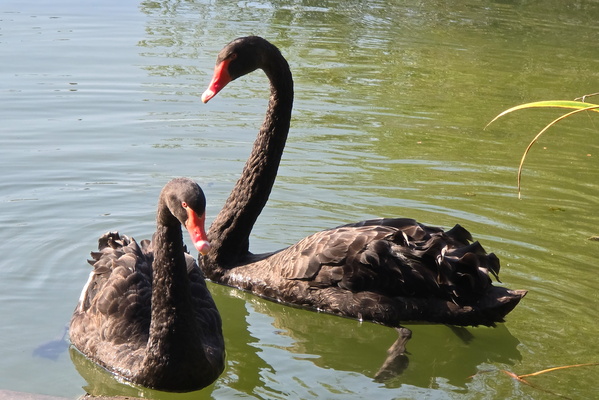 Two cygnus atratus in natural light
