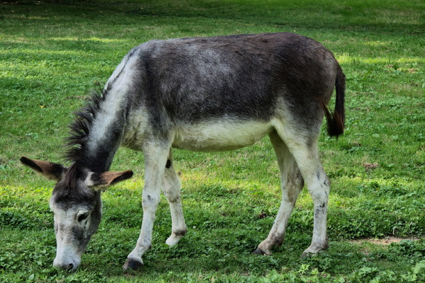 Donkey business