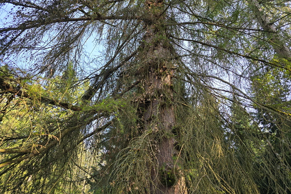 A gathering of branches