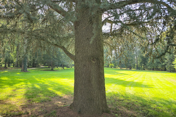 Foliage study: Cedar, daylight, 23mm