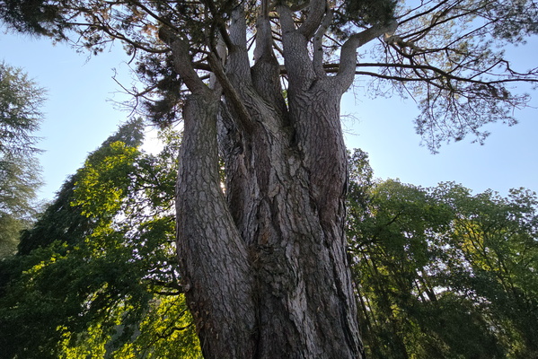 Tree's got more limbs than me