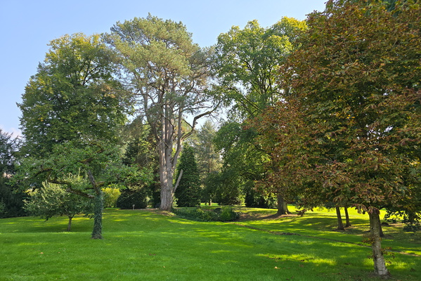 A symphony of green and light
