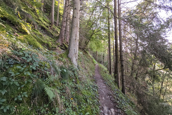 When the trees whisper, you should listen... or at least check t