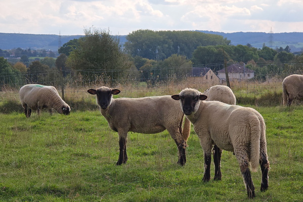Baa-ck to nature
