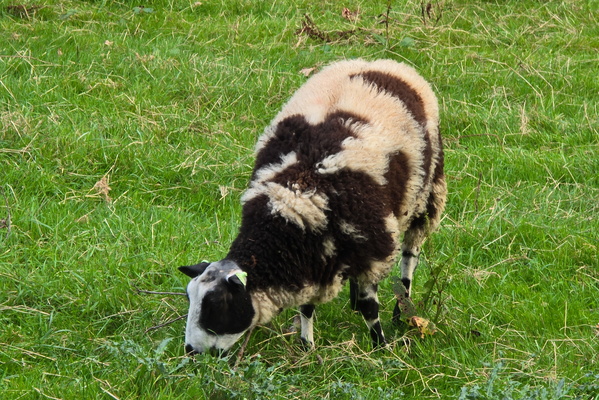 Just another day in the life of a sheep
