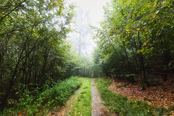 The whispering woods beckon with misty secrets