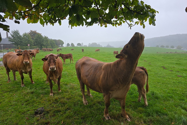 A field of gentle giants