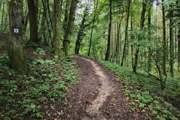 Heart of the forest path
