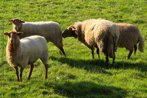 Baa-my good looks