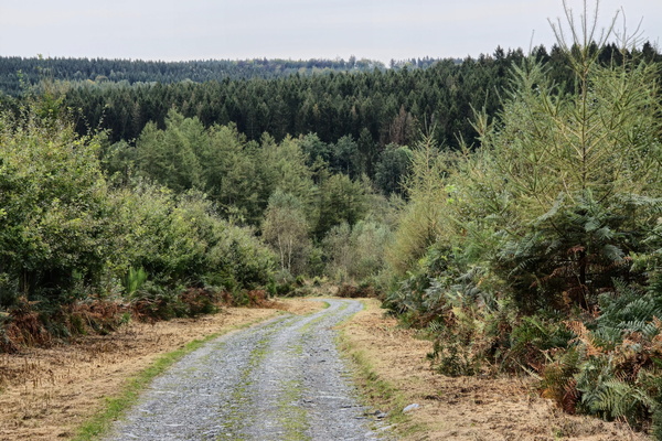 Gravel, where my tyres go to die
