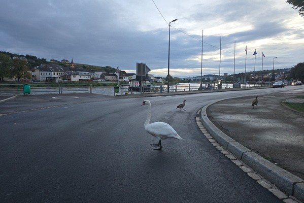 Swan about town