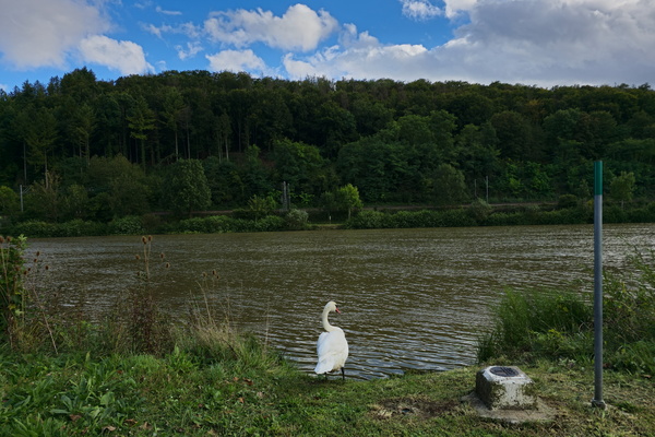 Swan dive, not on the menu