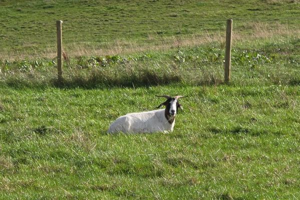 baa-tiful day in Berghaff