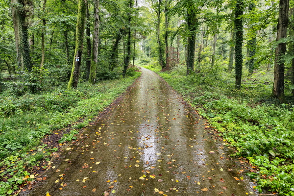 Wet leaf ballet on the path of least resistance