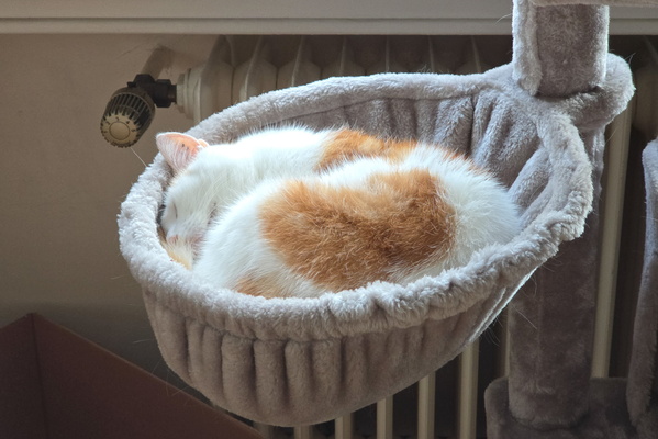 Sleeping Timmy