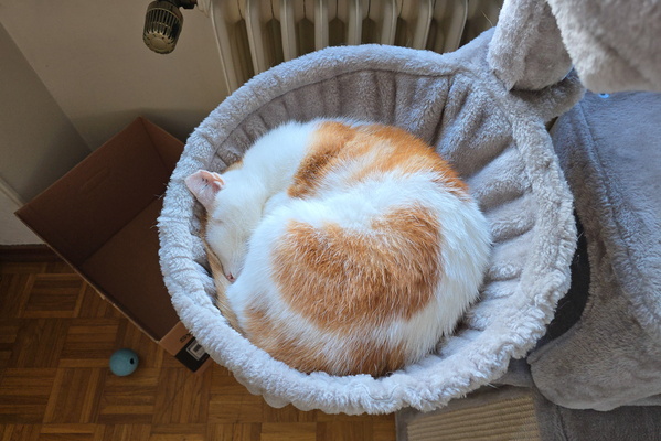 Curly sleeping Timmy
