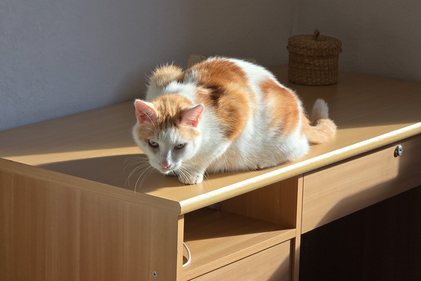 Timmy's sunbath on the disk