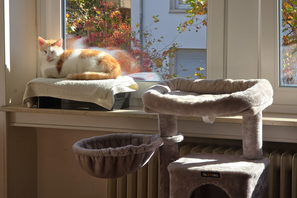 Timmy's resting in the sun