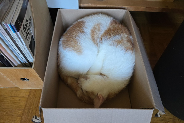 The box napper: Timmy's cozy hideaway