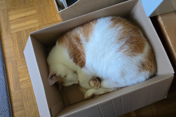 Boxed bliss: Timmy's cardboard kingdom