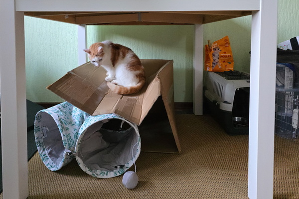 Timmy's folded box