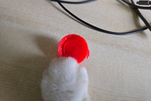 The energizer bunny of cats