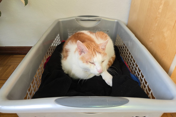 Timmy in the dirty laundry