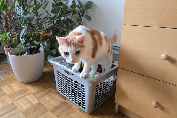 Timmy's laundry inspection