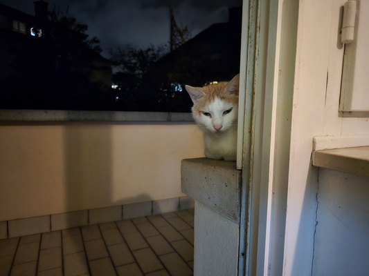 Timmy's evening on the balcony