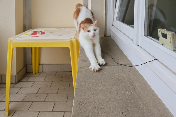 Stretching Timmy