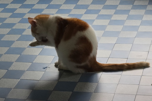The bBathing beauty: Timmy's cleaning ritual