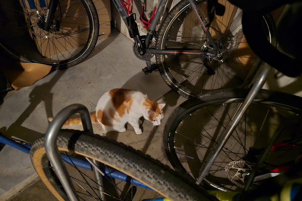 Timmy's curious gaze in the garage