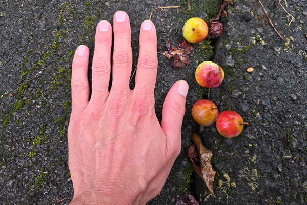 Handful of small wonders